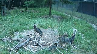 Red Wolf pup pack howling