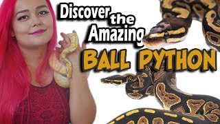 What is a Ball Python? Do they have legs?