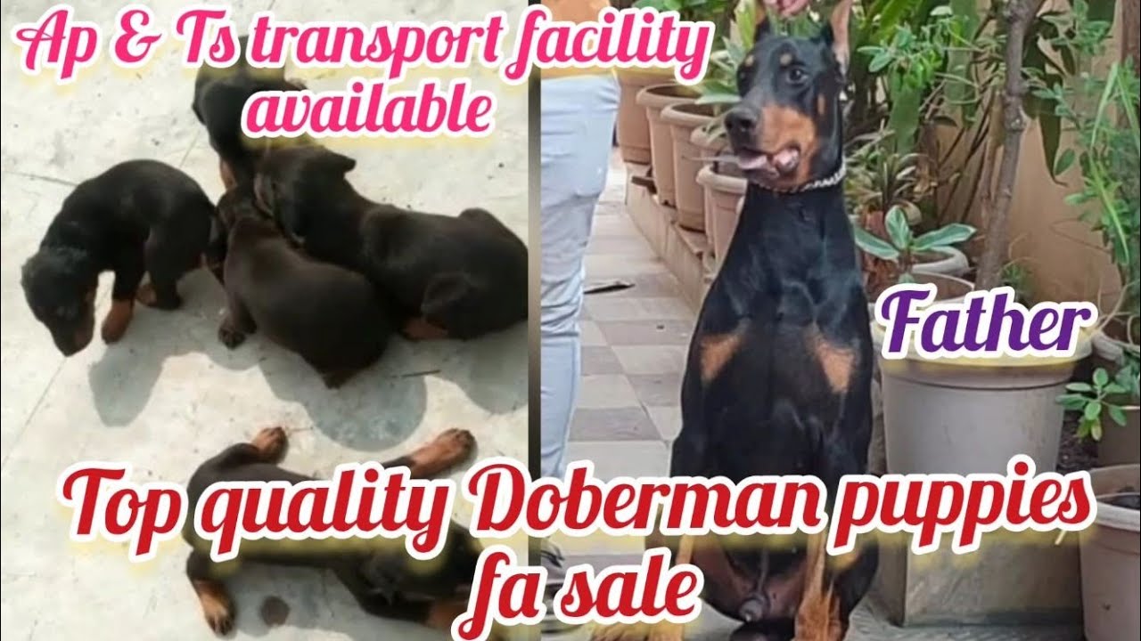 Doberman puppies fa sale8008759369Hyderabaddog market in Hyderabad YouTube