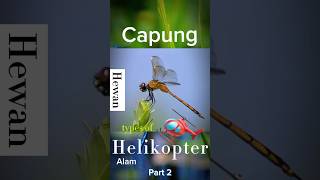 4 Hewan Umur Terpendek Di Dunia | Capung #yearofyou #xwhite