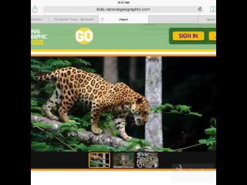 Facts about Jaguar - YouTube