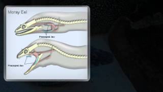 Things You Didn't Know About Life Down Below (Episode Four, Morays)