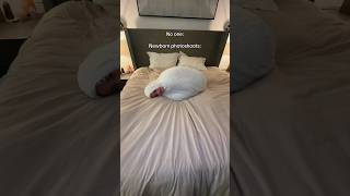 Newborn Photoshoots Be Like