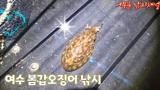 봄갑오징어 잡기 힘드시죠? 여수 갑오징어 포인트 하나 투척해 드립니다.