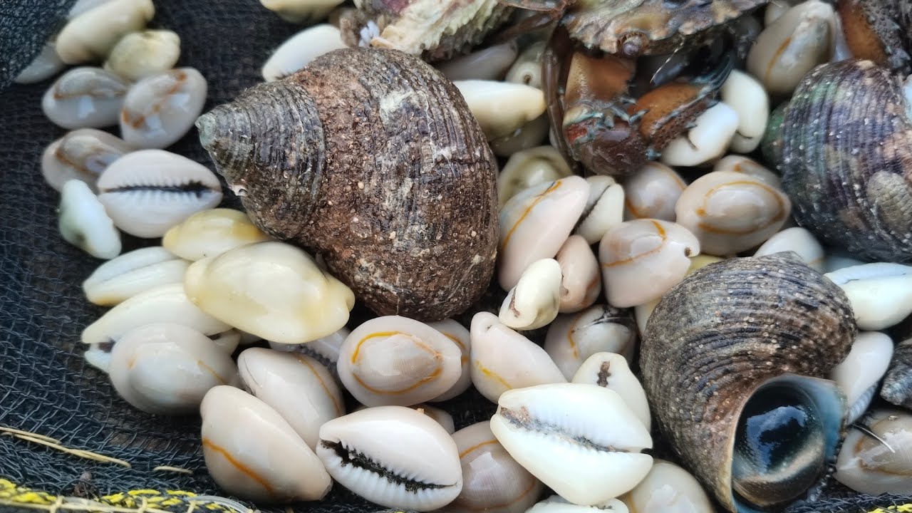 Cari kerang  bisa jadi cuan, 