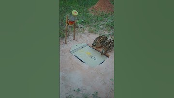 Amazing bird trap making easy - quail trap #shorts #shortvideo #youtubeshorts