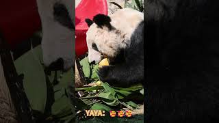 🐼丫丫晒着太阳开启炫饭模式 #Panda #Animal 【跟着图尔去旅行】