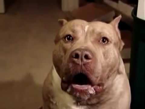 Very Angry Pitbull - YouTube