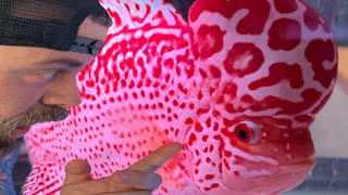 WE FOUND A HIDDEN FLOWERHORN BREEDER IN BANGKOK!! LIVE