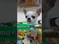 【祝100万再生】チワワのモネ 舌が出た
