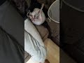 Sophia sphynx mating part 3 . GRAPHIC. WARNING AT THE END