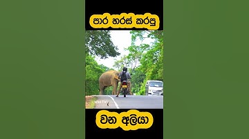 Motorcyclist Faces Wild Elephant Attack🫣#short #shortvideo #elephant #attack #youtube #trending #1m