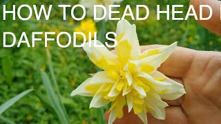 How and Why to Dead Head Daffodils