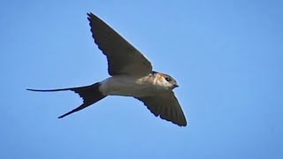 Beautiful Swift / Ababeel Bird / Beautiful Ababeel / Swallows by BEAUTIFUL WORLD 979 views 1 year ago 1 minute, 34 seconds