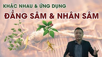 Khác nhau & Ứng dụng Đẳng Sâm và Nhân Sâm