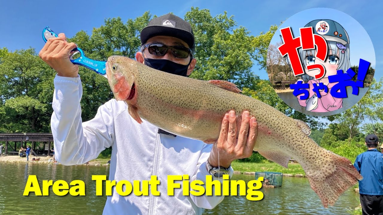 【五頭フィッシングパーク 】#大型ニジマス #特大ロックトラウト を狙って！