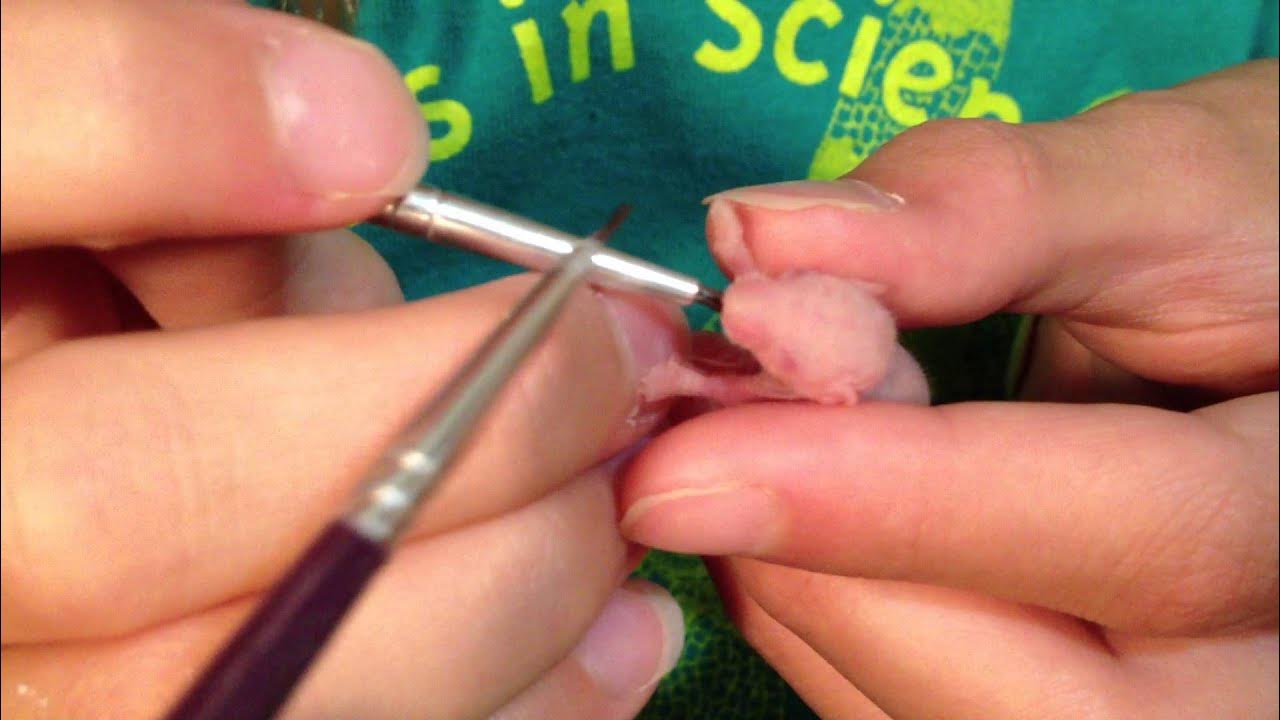 Hand Feeding a Baby Mouse YouTube