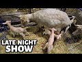 The ONLY late night show I&#39;ll stay up for ...CINNAMON IS LAMBING!! | Vlog 744