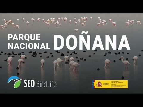 Doñana National Park Marsh live cam preview