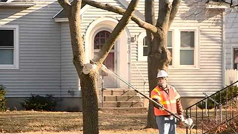 City cutting down ash trees on boulevards