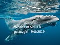 [Audio] Whales of Sirius B via Galaxygirl (9/8/19) | Young Lightworkers Channel