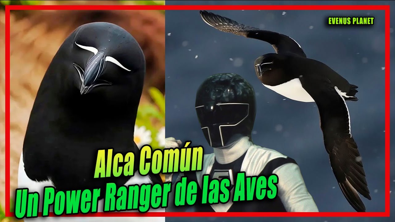 Alca Común o Alca Torda, Como si fuera generada pr AI, Parece un Power Ranger Negro.