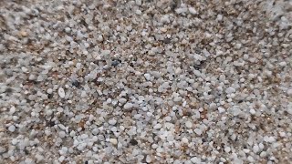 Request Sasha River W Desert Drywet