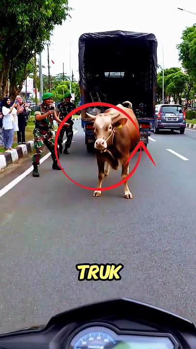 detik detik menegangkan sapi qurban lepas.! #shorts
