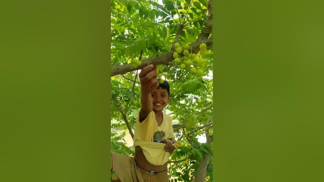 ye konsa fruit hai batoor kis kisko bachpan yad aya batana YouTube