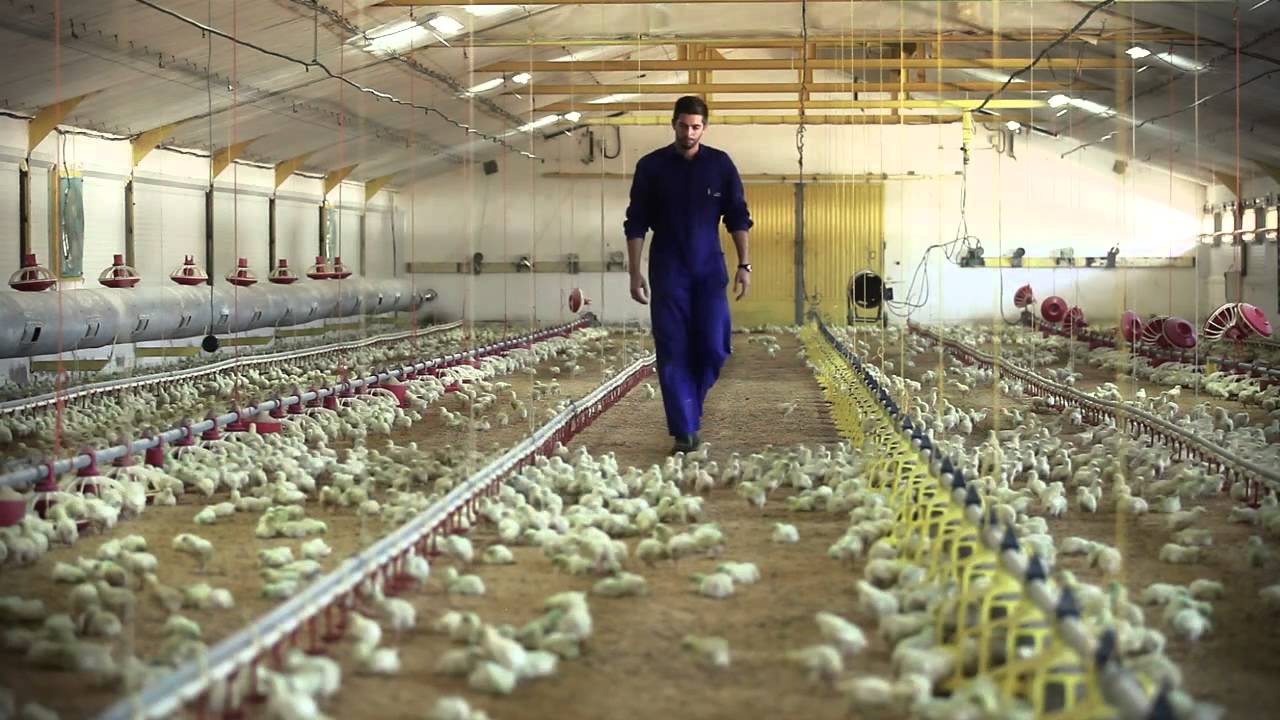 Tomás Guerrero The Farms YouTube