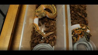 Hypo Pied Egg Cutting! Hatchling Ball Python Water Dish Trick!