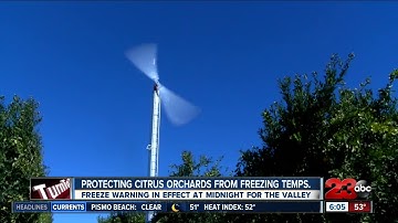 Protecting citrus trees from freezing temperatures