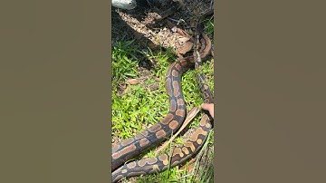 Ball pythons enjoying some sunshine ☀️🐍 #ballpython #snake #reptilecare #reptiles #Shorts