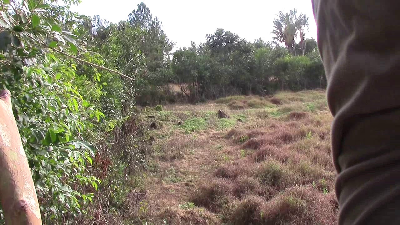 Hunting in mauritius 2018 YouTube