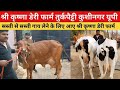 सस्ती से सस्ती और अच्छी गाय लेने के लिए आए श्री कृष्णा डेरी फार्म तुर्कपैट्टी कुशीनगर | Cow Videos