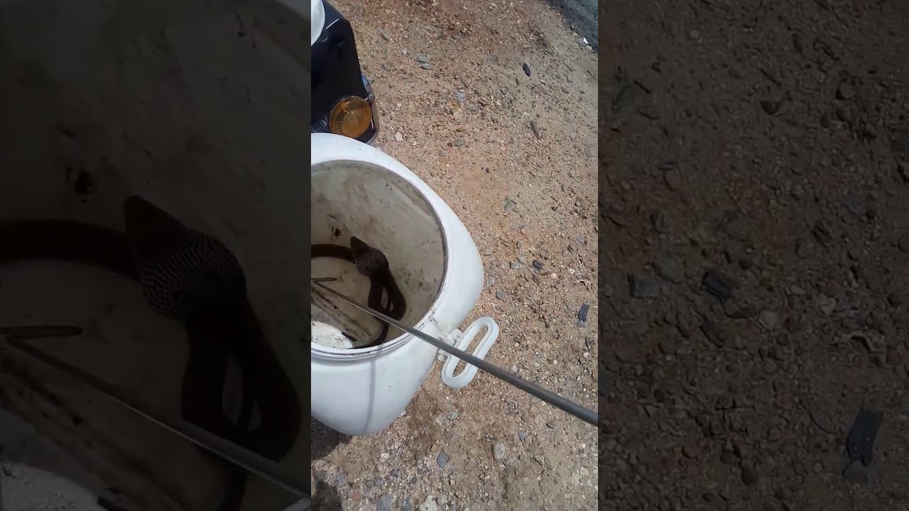 camera iphone 8 plus apk Releasing spectacled cobra in a safe place.