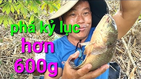 câu cá rô đồng, lần đầu cân thử con cá rô phá kỷ lục của tám