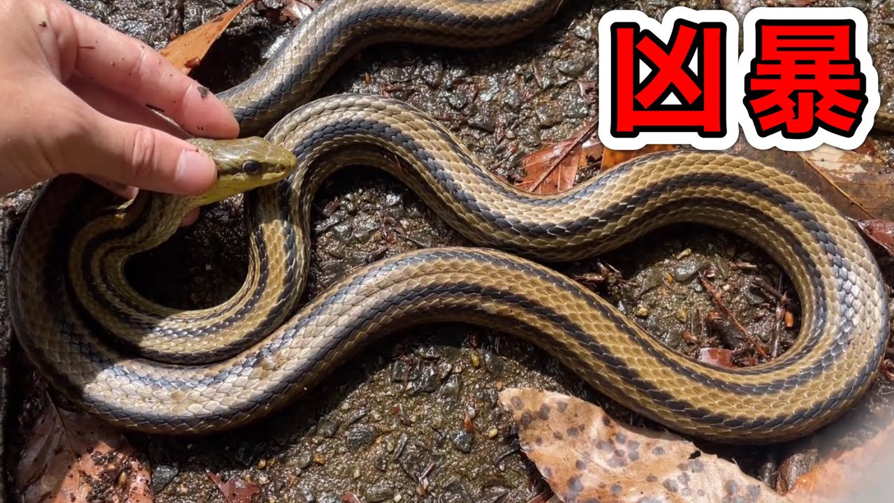凶暴な特大ヘビを捕まえたら咬まれて大変なことになりました。