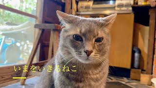 いまをいきるねこ・・・