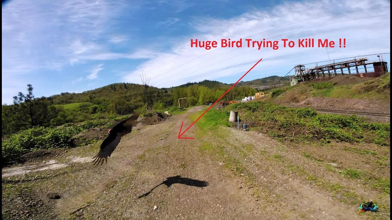 TBS Crossfire And New Taranis X9D Plus First Flights At Umpqua River