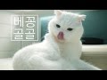 ASMR My CAT Purring & Grooming sound 고양이 골골송& 고양이 그루밍