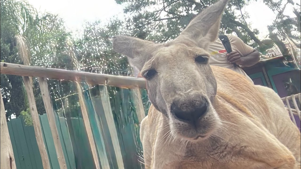 RED KANGAROO 🦘 EASTERN GREY KANGAROO 🦘 & WESTERN GREY KANGAROO 