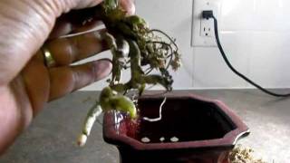 ORCHID CARE; SAVING A SICK ORCHID: GROWING ORCHIDS IN GLASS BEADS.