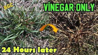 how to make homemade natural weed killer for lawn and Garden with vinegar