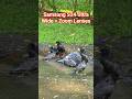 Lens TEST Samsung S24 Ultra Phone Widest to Max Zoo, using YouTube App to Create Shorts #photography
