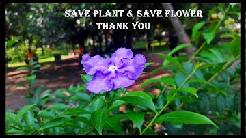 Flower Identification Using Machine Learning | My Bachelor