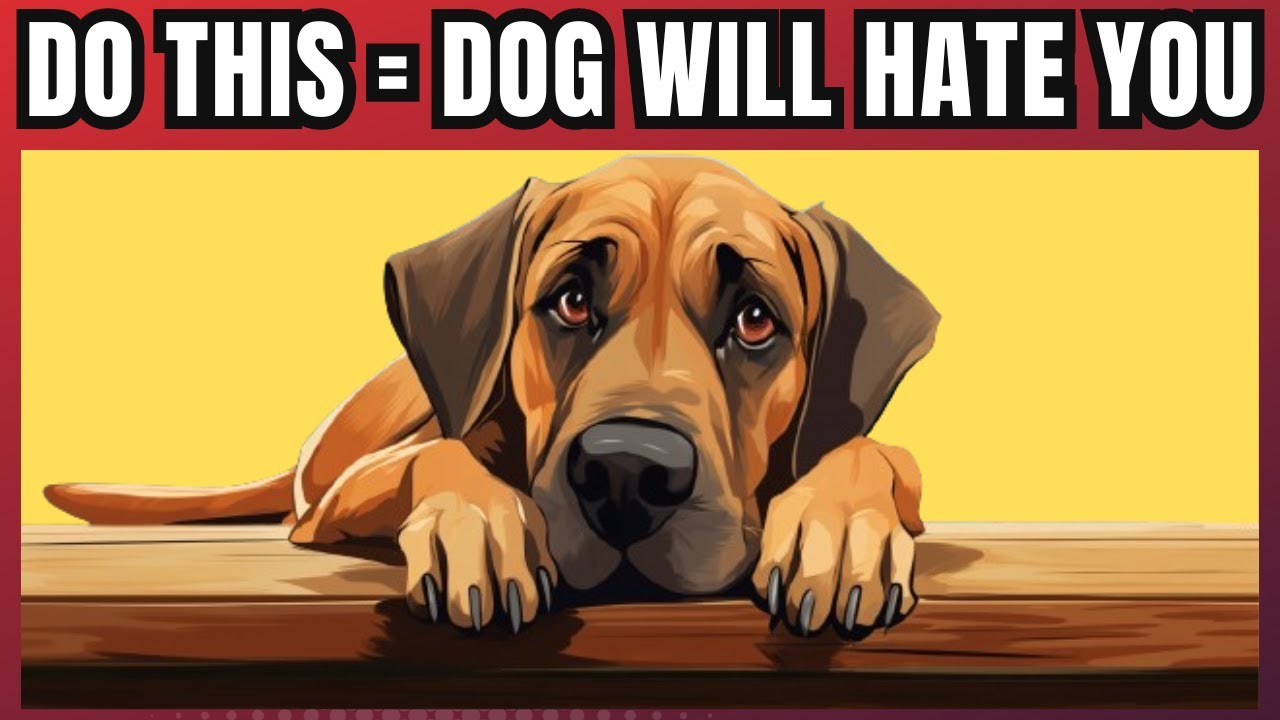 22 Human Behaviors Dogs Hate the Most - YouTube