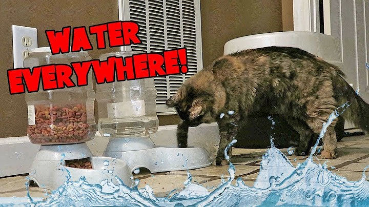 Why does my cat play with her water