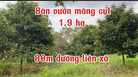 Bán vườn  măng cụt￼ 1,9 ha có 80m đường lh 03333.06.588 xã Tân hưng đồng phu bình Phước 