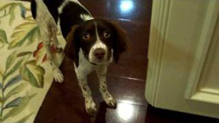 Brittany Spaniel Puppy 12 Weeks